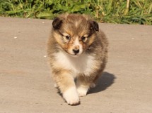 puppies