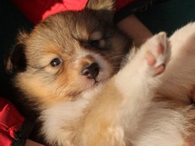 puppies