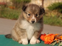puppies
