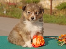 puppies