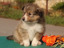 puppies