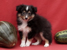 puppies