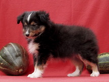puppies