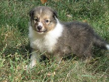 puppies