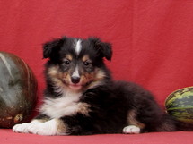 puppies