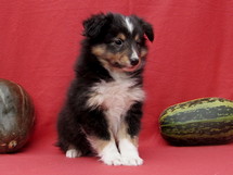 puppies