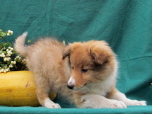 puppies