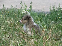 puppies