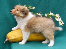puppies