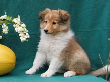 puppies