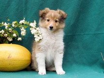 puppies
