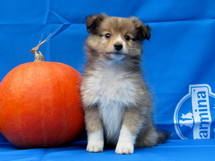 puppies