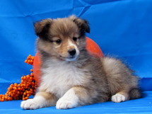 puppies
