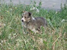 puppies