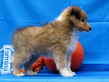puppies