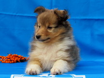 puppies