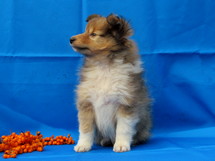 puppies