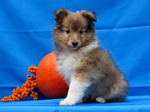 puppies