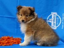 puppies