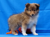 puppies