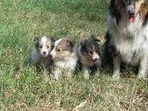 puppies