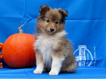 puppies