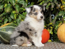 puppies
