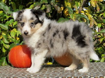 puppies