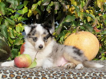 puppies