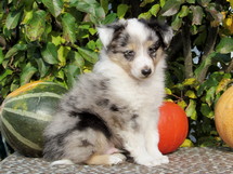 puppies