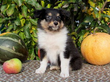 puppies