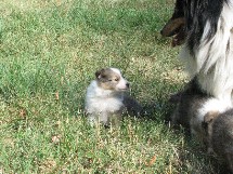 puppies