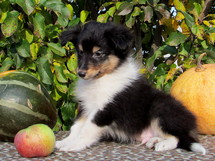 puppies