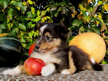 puppies