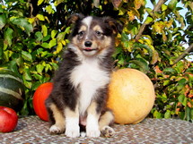 puppies