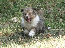 puppies