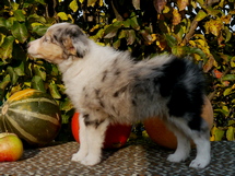 puppies