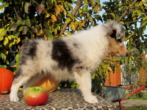 puppies