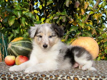 puppies