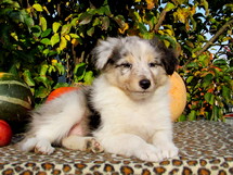 puppies