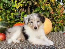 puppies