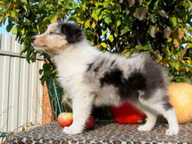 puppies