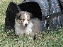 puppies