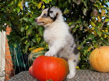 puppies