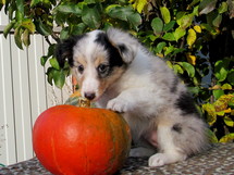 puppies