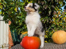 puppies