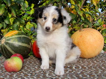 puppies