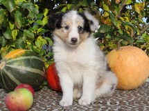 puppies