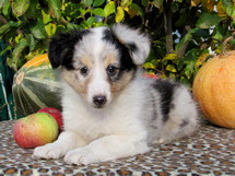 puppies
