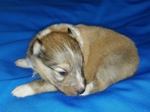 puppies